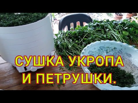 Видео: Как сушить зелень и травы в сушилке#сушкаукропа#сушкатрав#приправаиздомашнейзелени#сушкапетрушки