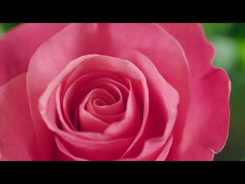 Видео: ЦВЕТЫ ЗЛА — Шарль Бодлер | стихи | Книжный Клуб №199