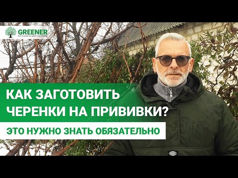Видео: САМОЕ ЛУЧШЕЕ время для заготовки ЧЕРЕНКОВ. Как правильно резать и хранить до весенних прививок?