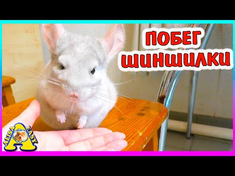 Видео: Лучший в мире питомец ШИНШИЛЛА/ Как мы гуляем с шиншиллой / Alisa Easy Pets