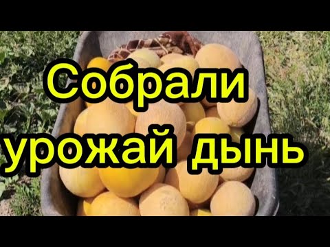 Видео: 30 августа 2025 г.