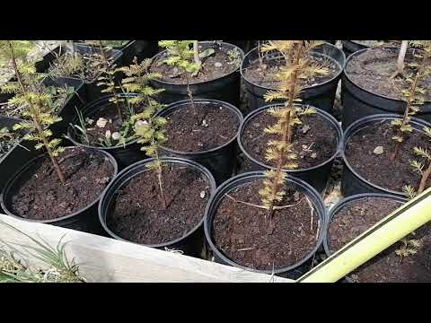 Видео: Все минусы выращивания туи смарагд. И лучшие растения для бизнеса.