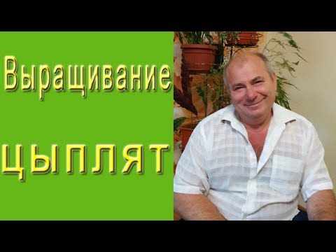 Видео: Выращивание цыплят.  Как вырастить суточных цыплят?