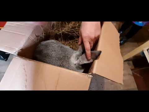 Видео: Советская ШИНШИЛЛА. Покупка нового Кролика,в хозяйство.