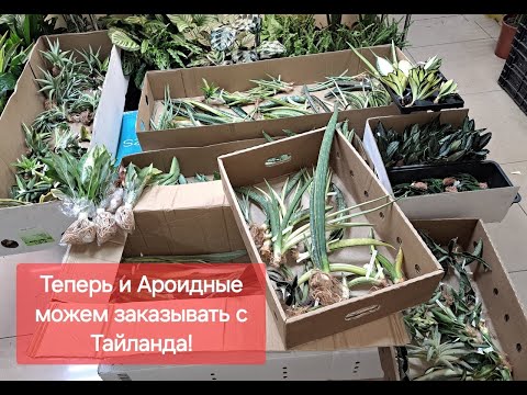 Видео: Поступление Сансевиерии из Тайланда. Видео от 16.07.2024г.