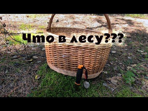 Видео: Грибники пошли в лес за грибами. Набрали хороших маслят, рыжиков и красноголовиков. Грибы в лесу!