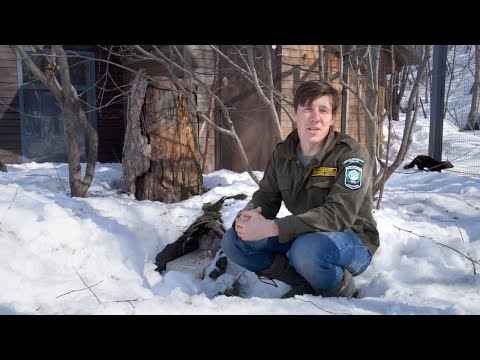 Видео: Баргузинский соболь