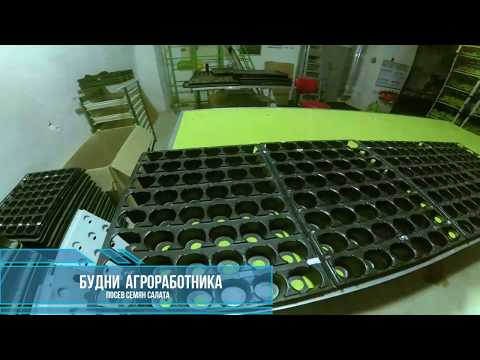 Видео: Будни агроработника. Посев семян салата: кассеты, субстрат, посев, увлажнение, пересадка на РО