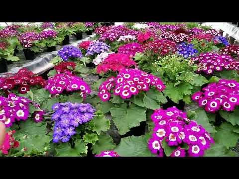 Видео: Что творится у нас В ТЕПЛИЦЕ? ОБЗОР РАСТЕНИЙ на 1 марта!