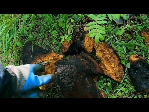 Видео: Сколько можно заработать собирая чагу???Деревенский заработок.