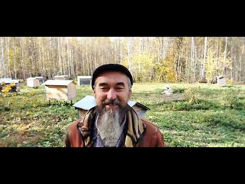 Видео: Пасека естественного пчеловодства.