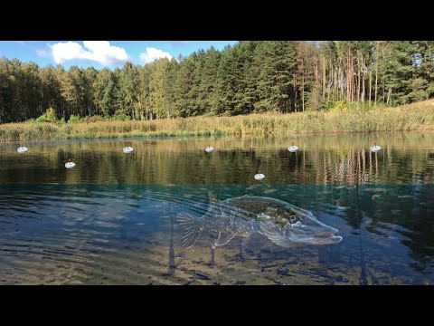 Видео: ТАКОГО МЫ НЕ ОЖИДАЛИ.ВСЕ ОЗЕРО В КРУЖКАХ. Ловля щуки на кружки осеннью 2021. Осенний жор щуки.