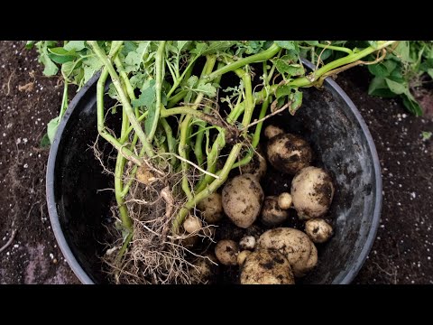 Видео: Посадила картошку в горшок Результат удивил!