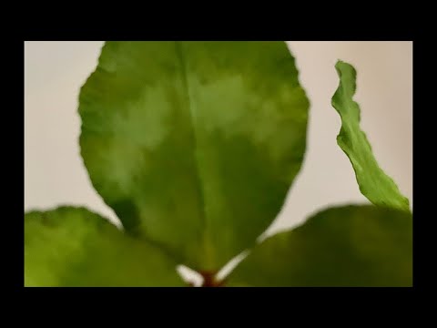 Видео: Нарцисс, часть 3