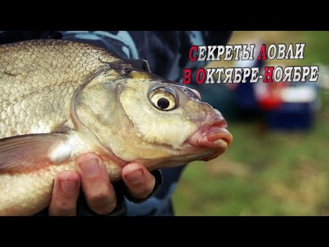 Видео: СЕКРЕТЫ УСПЕШНОЙ РЫБАЛКИ  по холодной воде! Как ловить на фидер! fishing