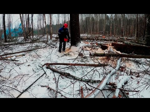 Видео: Как ты вообще валишь лес?!
