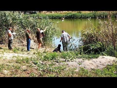 Видео: чемпионат по водоплавающей дичи 2025 год