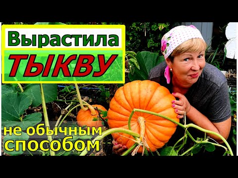 Видео: Бросила ТЫКВУ в сугроб и результат превзошел все ожидания. Куда девать столько тыкв?