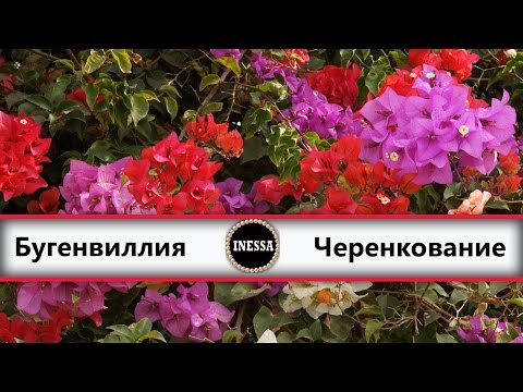 Видео: Бугенвиллия (черенкование). Bougainvillea.