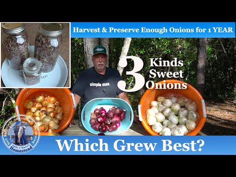 Видео: 3 вида лука: какой растет лучше всего