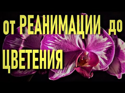 Видео: 100% РЕЗУЛЬТАТ РЕАНИМАЦИИ ДВУХ ОРХИДЕЙ СО СЧАСТЛИВЫМ КОНЦОМ! ПРОСИЛИ!? ОТ РЕАНИМАЦИИ ДО ЦВЕТЕНИЯ!🌞🌞🌞