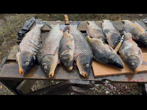 Видео: Риба. Короп. Сазан. Щука.