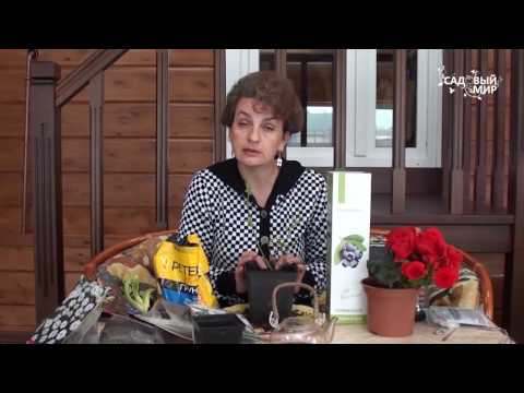 Видео: Как сохранить голубику до посадки