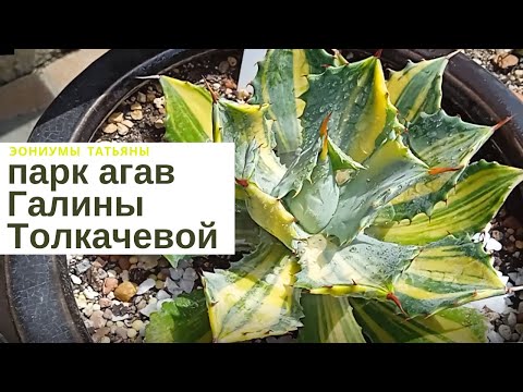 Видео: Коллекция агав Галины Толкачевой Agave Collection