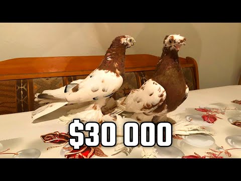 Видео: Не птичий рынок! Двухчубые голуби. Tauben. Pigeons. Palomas. Pombos. 비둘기. کبوترها. الحمائم.