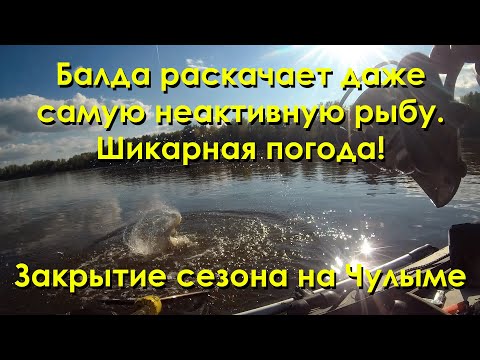 Видео: Балда раскачивает даже самую неактивную рыбу  Шикарная погода  Закрытие сезона 2023 на Чулыме