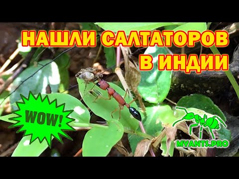 Видео: Нашли Harpegnathos saltator (Салтаторы) в Индии #3