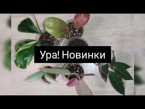Видео: ура! новинки