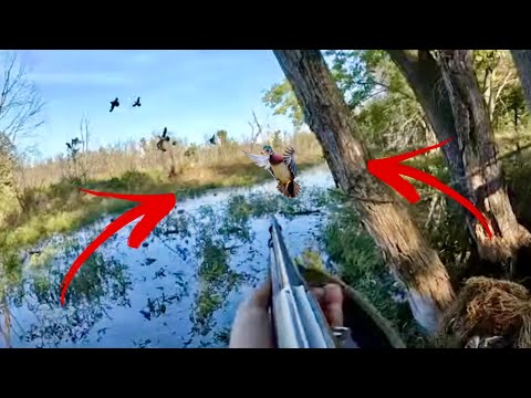 Видео: Охота на уток! 3 человека, лимит на охоту на лесную утку в настоящей лесной норе (неожиданная мед...