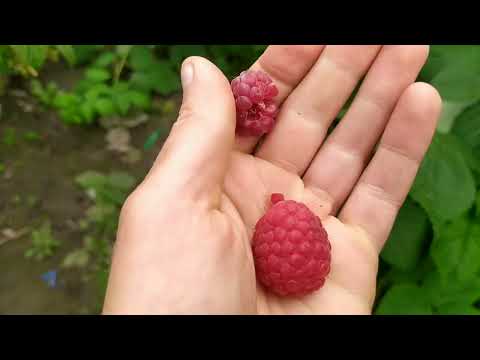 Видео: малина Джоан Джей, Маравілла, Марго. Працюємо на заморозку. нюанси.