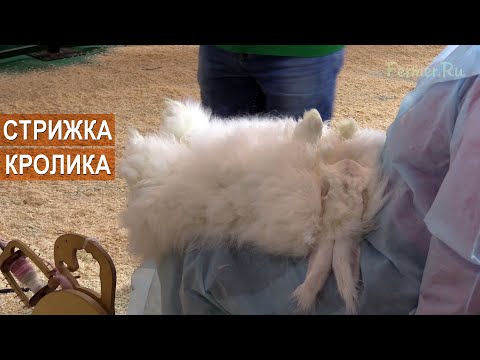 Видео: Стрижка кролика. Выставка Агрофарм-2020