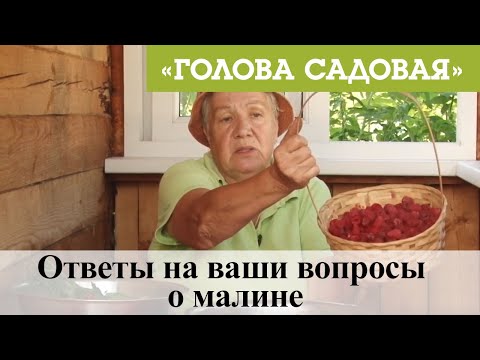 Видео: Голова садовая - Ответы на ваши вопросы о малине