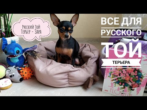 Видео: Русский Той Терьер / все для Русского Той Терьера / одежда и аксессуары для собак