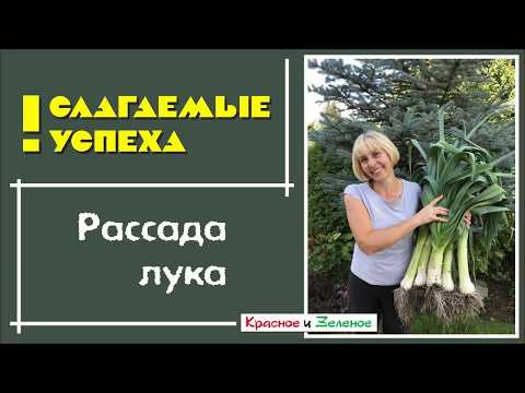 Видео: Секреты выращивания рассады лука Эксибишен и лука-порея
