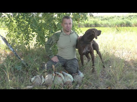 Видео: ОХОТА НА УТОК С КУРЦХААРОМ 2025!!!!УТКА СОВОЩНЫМ РАГУ В ПЕЧИ!!!!