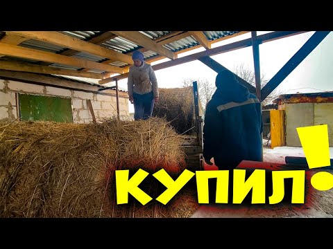 Видео: Дорога дальняя. Жду Отёла.