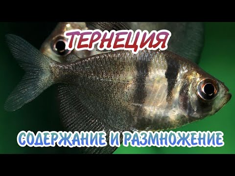 Видео: ТЕРНЕЦИЯ. СОДЕРЖАНИЕ И РАЗМНОЖЕНИЕ.