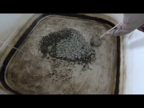 Видео: Поехал зарыблять карпа в Ерейментау