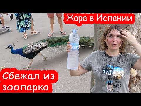 Видео: VLOG Павлин сбежал