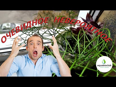 Видео: Экстремальный эксперимент с аквариумом. Без подмен, аэрации,  фильтрации, обслуживания, в жару.