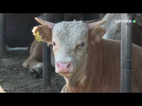Видео: "ҮШІНШІ МЕГАПОЛИС" /// ІРІ ҚАРА МАЛ ШАРУАШЫЛЫҒЫ ДАМУДА