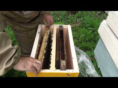 Видео: Пасека с одной рамки 33 день. Смотрим матку в проблемной семье.