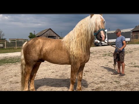 Видео: Жеребці на Хмельниччині🐴🔥 Торієць на Продажу