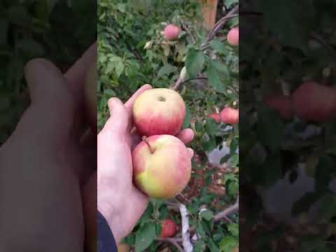 Видео: Яблоня Первоуральское.