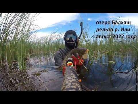Видео: подводная охота озеро Балхаш август 2022
