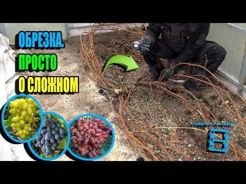 Видео: САМАЯ ПРОСТАЯ ОБРЕЗКА ВИНОГРАДА НА ЗИМУ + ВАЖНЫЕ НЮАНСЫ. СЕВЕРНЫЙ ВИНОГРАДНИК 25-38